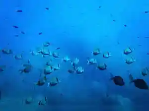 India's first deep sea marine microbial research facility coming up in Andhra's Nellore