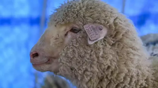 India's first gene-edited sheep recently turned a year old and researchers who developed it say it's doing well. Born on 16 December last year in