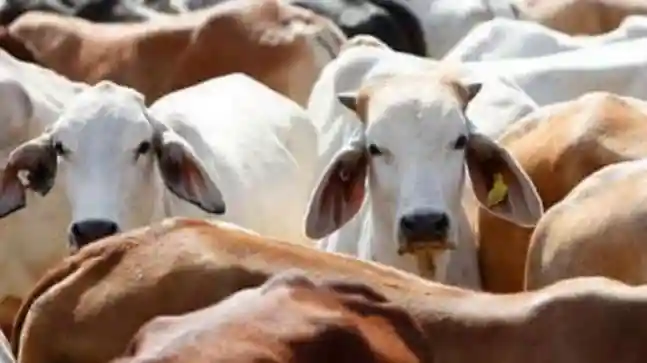India's first cow culture museum will open in Mathura, blending tradition and science to highlight cattle's role in society and the rural economy