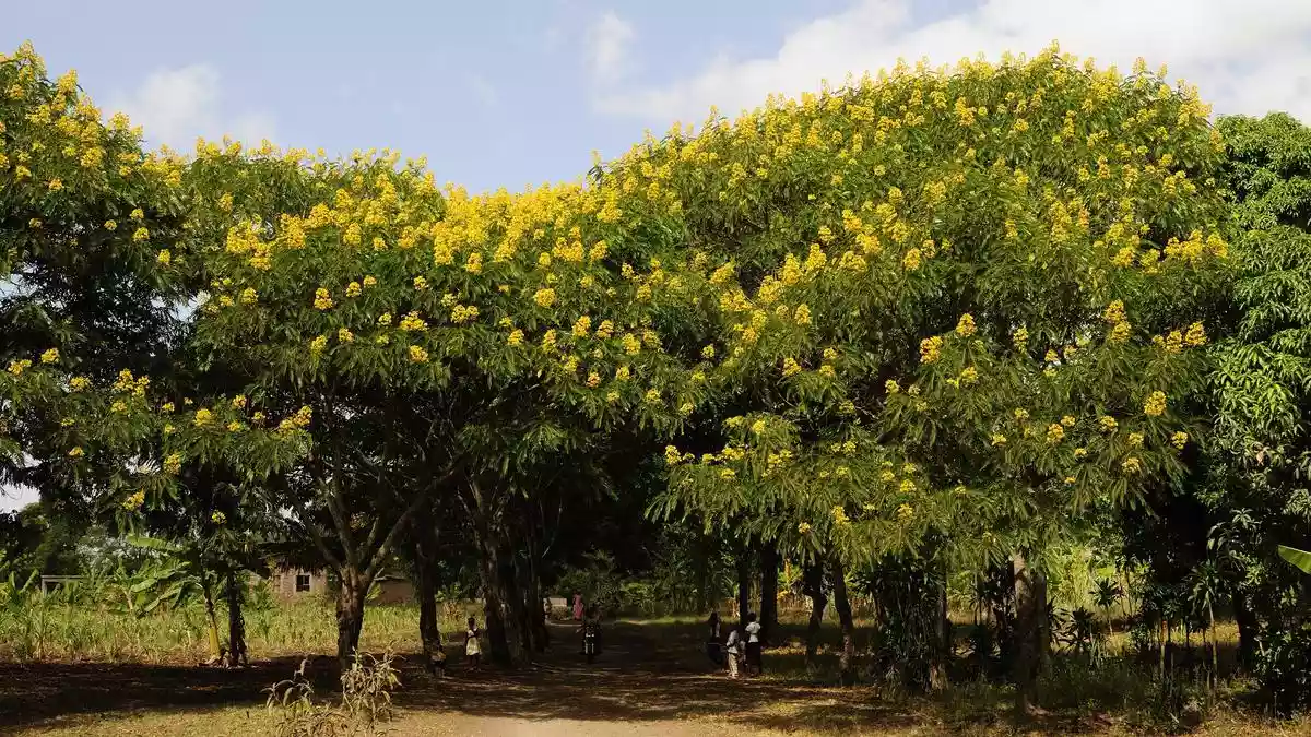 Invasive species may be the wrong enemy in a changing subcontinent