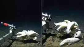 The supergiant amphipod Alicella gigantea, which was earlier regarded as rare, has now been discovered to be prevalent and flourishing in the ocean's most