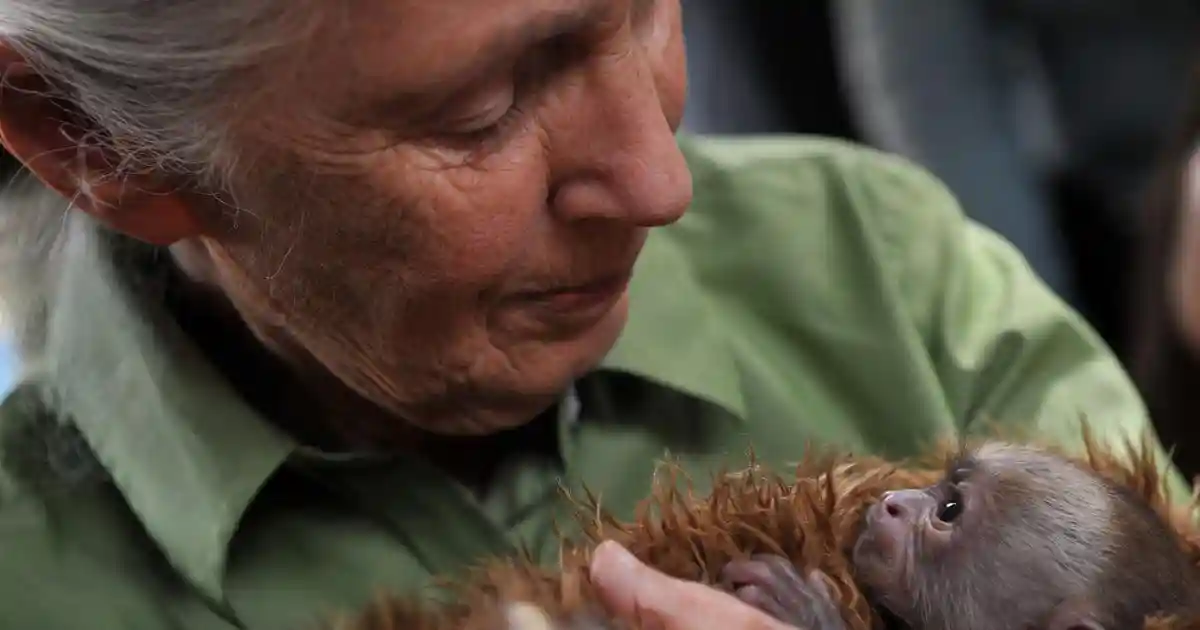 Jane Goodall, who revealed the intimate lives of chimpanzees and gave the modern world a language of hope, has died at the age of 91. Over the course of six decades, she moved from an unlikely young researcher in the forests of East Africa to one of the most recognisable scientists and conservationists of her time. Her patient fieldwork at Gombe transformed primatology, overturning entrenched beliefs about the uniqueness of humans and forcing science to reckon with animal minds.