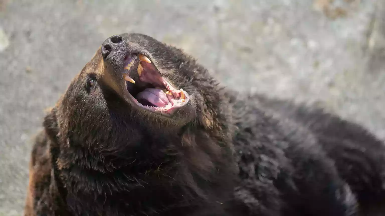 Japan plans to hire hunters as bear attacks rise