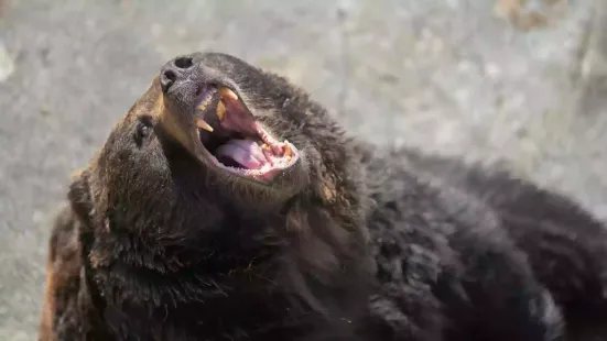 The Japanese government plans to recruit hunters to cull bears, as anxiety grows in the country over the rise a sharp rise in bear attacks