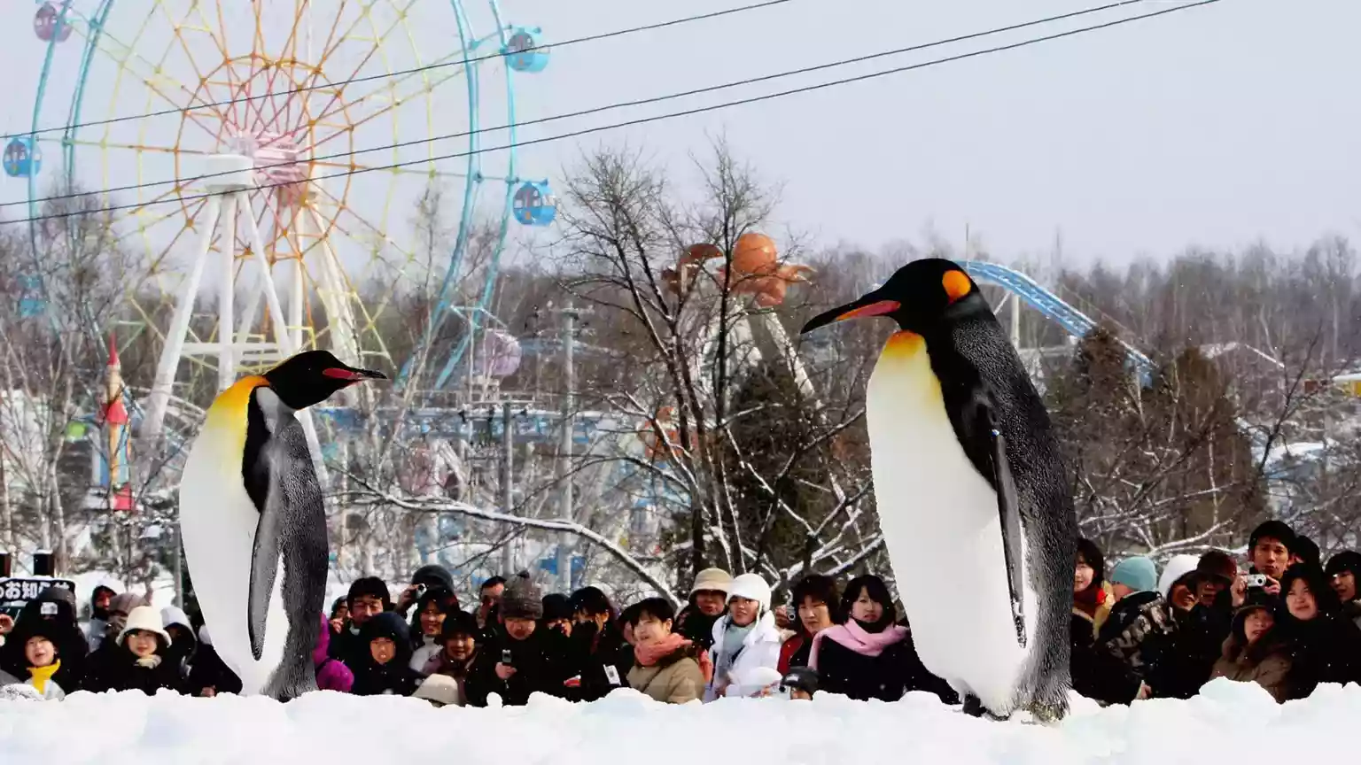 A popular Japanese zoo has delayed its opening for the summer season after an employee told police he had disposed of his wife's body in the zoo's incinerator