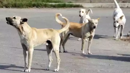Japanese coach Meiko Okumatsu and Kenyan coach Dennis Maragia were bitten by stray dogs in two separate incidents while training at the practice track in New Delhi's JLN Stadium. They are in India for the World Para Athletics Championships. The incident came after the fierce debate regarding strays in the nation's capital.