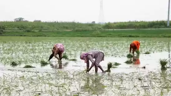 Karamat Ali's cows and buffalos once provided his multi-generational family with milk. But earlier this year, the 61-year-old sold about a dozen bovine - and spent the proceeds on a set of solar panels. The rice farmer in Pakistan's Punjab province now uses his panels to power a tube well, which is composed of a water well and a motorised groundwater pump. The device allows Ali to irrigate his crops with greater ease and frees him from depending on the erratic electricity grid and pricey diesel to power the pump.