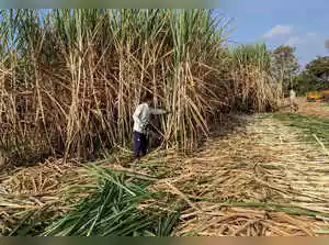 Karnataka HC declines to stay higher price for sugarcane growers in setback to mills