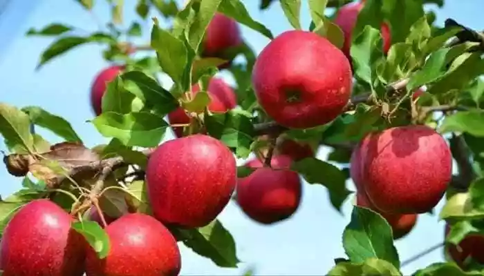 Apple growers in Jammu and Kashmir and Himachal Pradesh have raised alarm over the India-US trade deal that waives import duties on U.S. apples