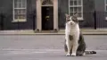 Larry the cat, the U.K.'s most famous feline, marks 15 years on Sunday (February 15, 2026) as the country's Chief Mouser patrolling the corridors of power