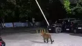 HomeNext<h4>Leopard cub spotted near sector 54 residential society in Gurugram</h4><h4>Savithri Lakshmanan, a resident and secretary of the