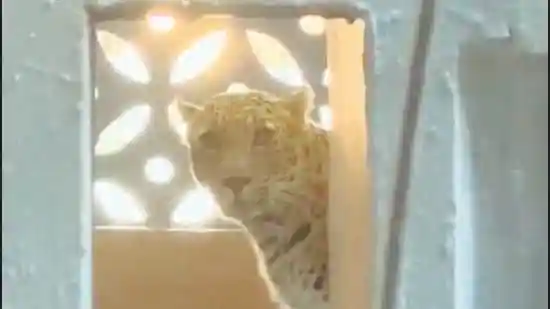 Leopard enters busy residential area in Bhayandar East