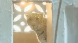 MUMBAI: Seven people, including three women, were injured after a leopard entered a building in a bustling residential area on BP Road in Bhayandar East early
