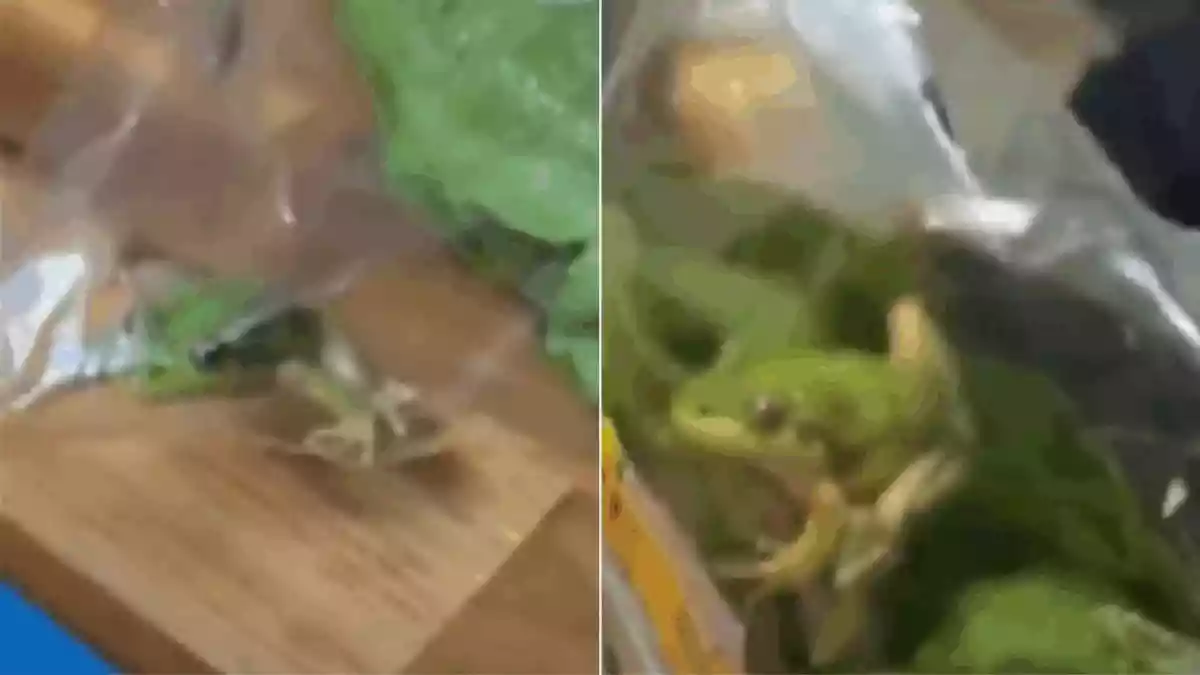 Live Frog Hidden In Supermarket Lettuce Stuns Australian Farmer