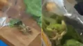 An Australian farmer had a surprising moment while preparing food at home. He opened a supermarket lettuce, expecting only fresh leaves