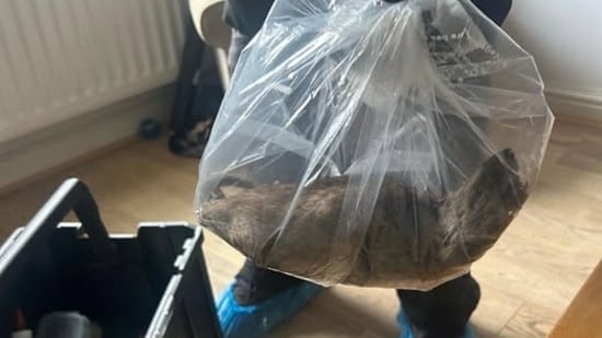 Locals were left horrified after an enormous rat, measuring over 22 inches from nose to tail, was discovered inside a home in England. The rodent, described as being “almost the size of a small cat,” was found by a pest control worker and has sparked widespread concern online and in the local community.