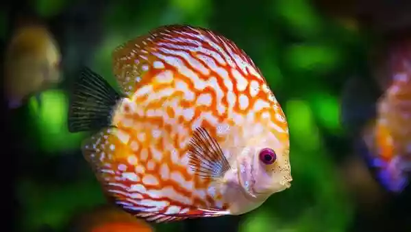 If you want a colourful fish tank in your house, there are a lot of fish species to choose from. These fish would not only draw the attention of any visitor to