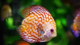 If you want a colourful fish tank in your house, there are a lot of fish species to choose from. These fish would not only draw the attention of any visitor to