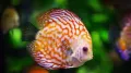 If you want a colourful fish tank in your house, there are a lot of fish species to choose from. These fish would not only draw the attention of any visitor to