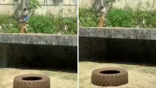 In a tragic and gruesome incident, a 19-year-old man was killed in Brazil after he climbed inside a lion's enclosure at Parque Zoobotânico Arruda