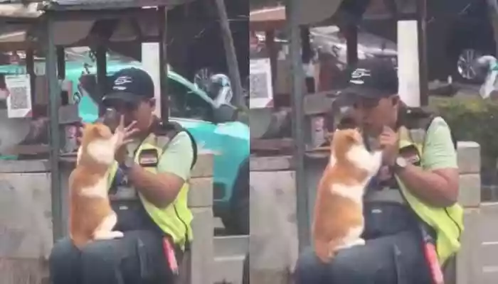 The clip, viral on X (formerly Twitter), shows the man gently interacting with the cat. Instead of shooing it away, the officer engages playfully