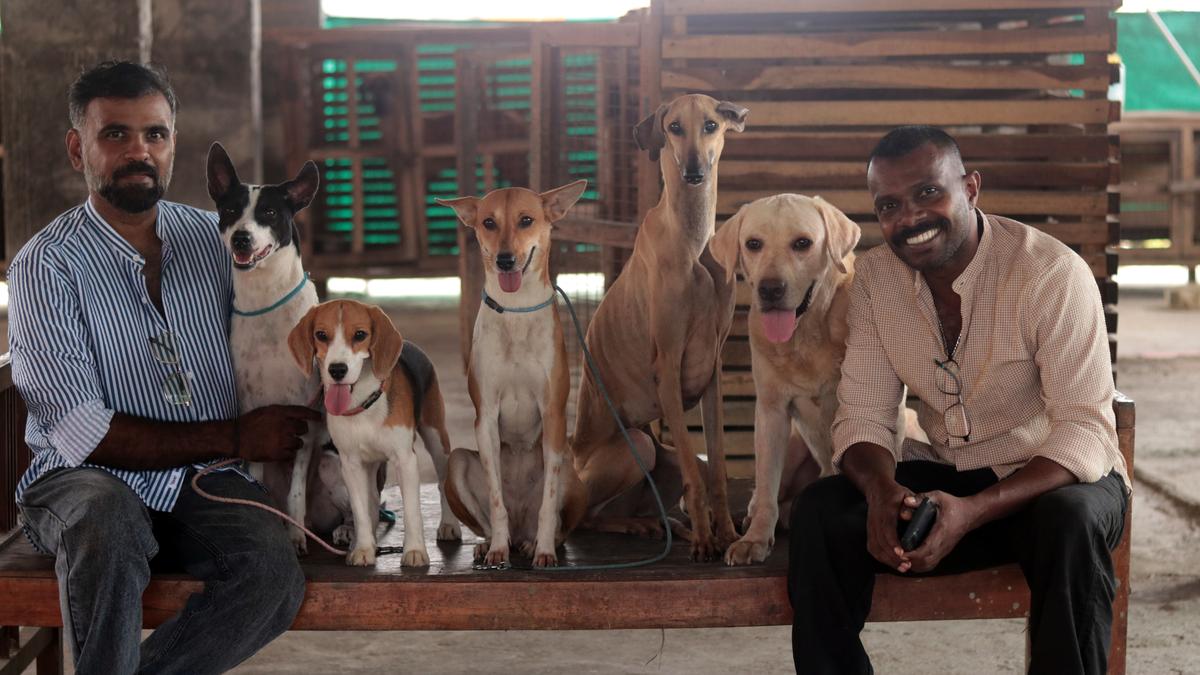 Mask keeps extending his paw and refuses to let go once I touch him; while Simba is in his own world playing with a ball, Jo is like a fidgety child. This is a celebrity rendezvous for me. These canines have ‘acted' in films, short films, ad films and television serials. Their latest claim to fame is the second season of the web series, Kerala Crime Files (KCF), directed by Ahammed Khabeer, streaming on JioHotstar.