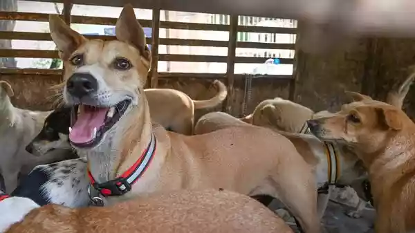 Poll promise behind death of ‘four-paws'? Telangana has been grappling with a chilling wave of alleged stray dog killings that has left about 500 canines