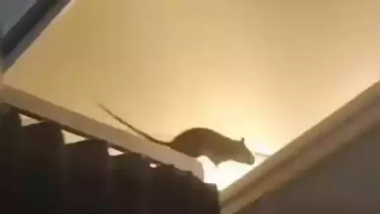 A holiday flight operated by KLM was cancelled after passengers spotted a rat running through the aircraft cabin, forcing airline authorities to ground the
