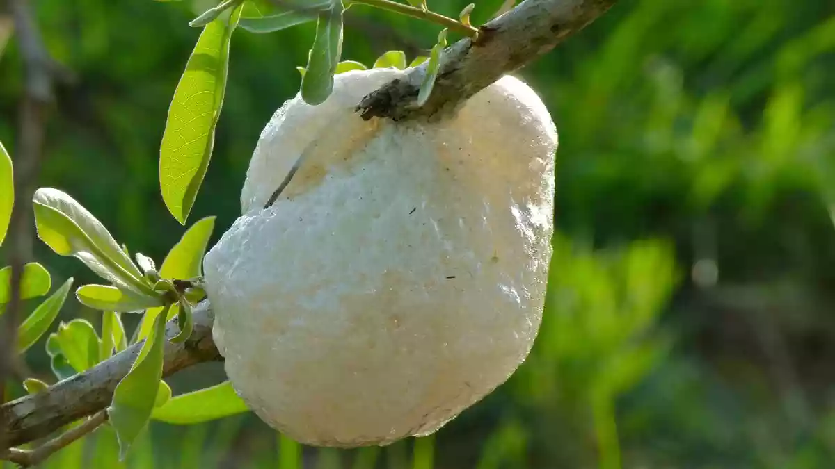 Meet the frogs that build ‘cloudy’ nests in South Africa’s trees
