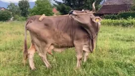 Meet Veronika, a brown cow from a quiet mountain village in Austria who has quietly rewritten what scientists thought they knew about cattle. Using sticks