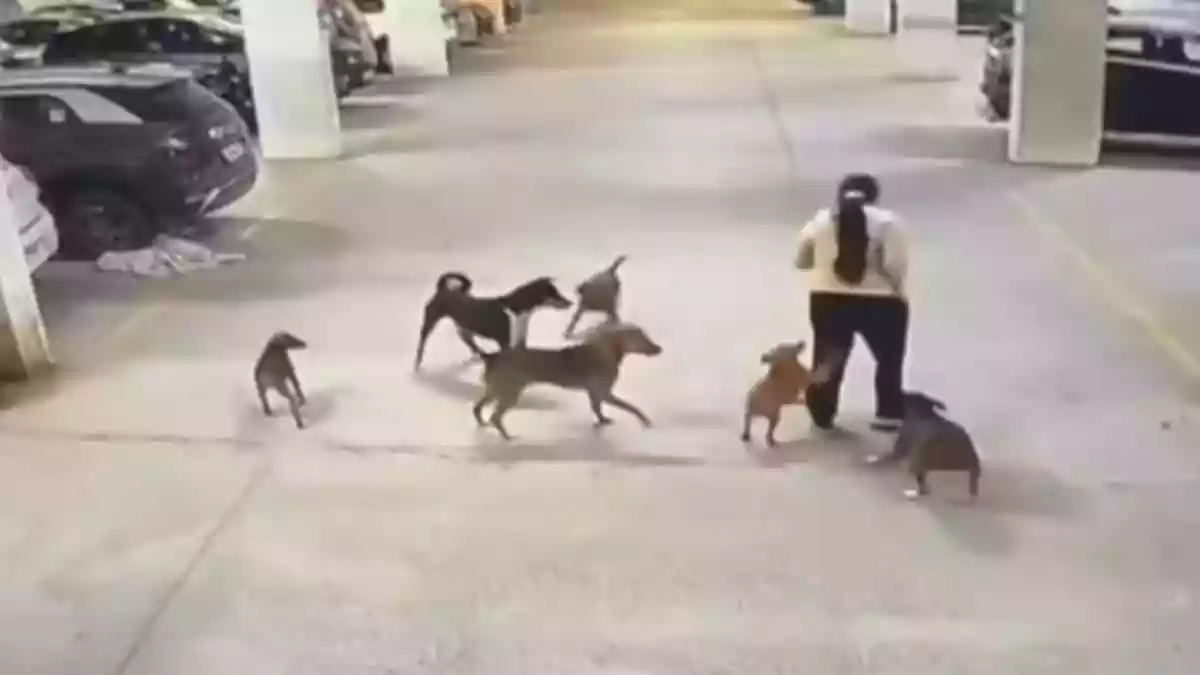 In Greater Noida, a heated argument inside a residential society has caught widespread attention online where a woman was seen abusing continously during an