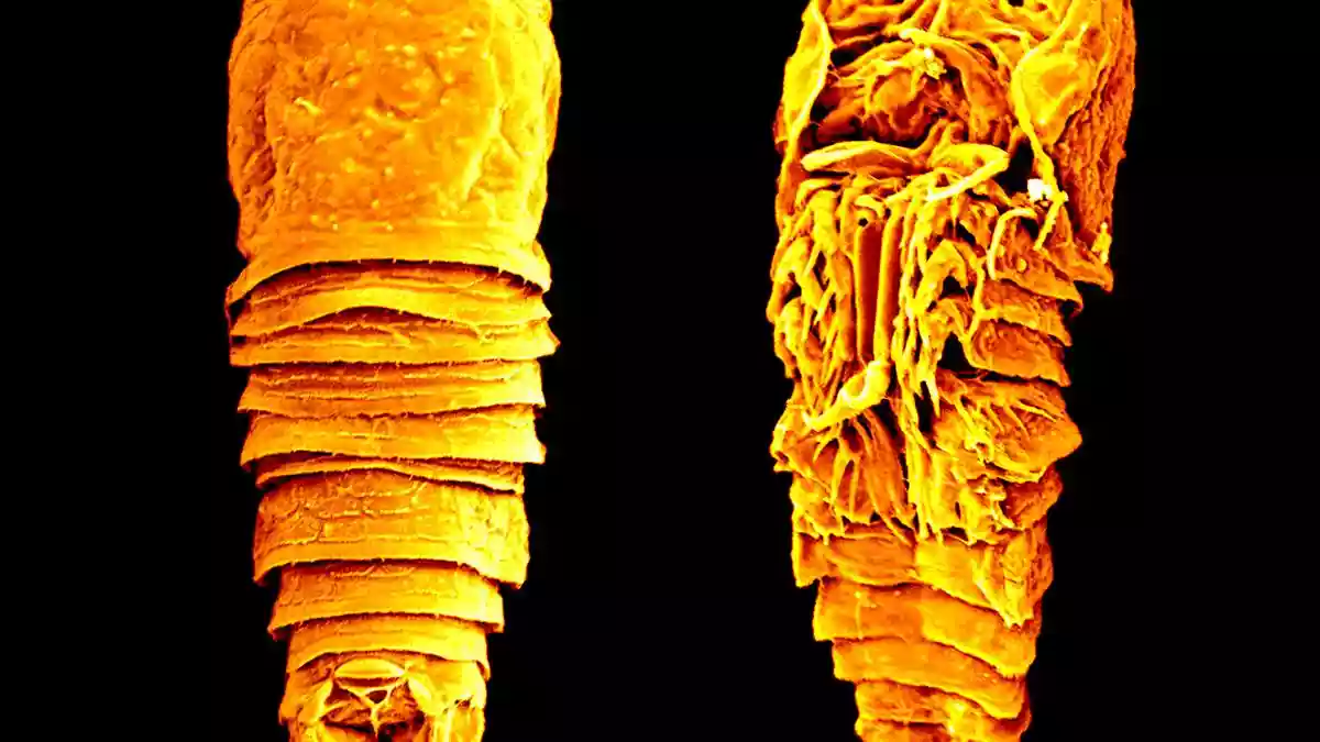 Microscopic crustacean discovered in Kavaratti established as a new genus and species