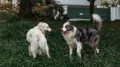 The internet is currently divided into two camps: those who would give anything for another year with their “good boy,