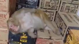 An unusual incident at a liquor shop in Ranchi’s Ormanjhi has gone viral online after a monkey allegedly entered the premises, drank alcohol from a bottle
