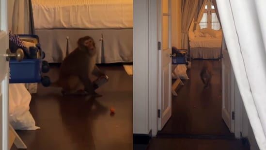 Monkeys' playful behaviour is a normal sight for people living in the hills, often adding a mix of fun and chaos to daily life. For tourists, however, it can seem strange and even scary. For one tourist couple in Mussoorie, this became a very real experience during their morning coffee at a hotel. The chaos was captured in an Instagram reel that has amused viewers across social media.