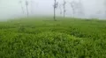 Tourists may soon have to pay an entry fee to visit Kerala’s Munnar, one of the state’s most prominent tourist destinations. Munnar panchayat is