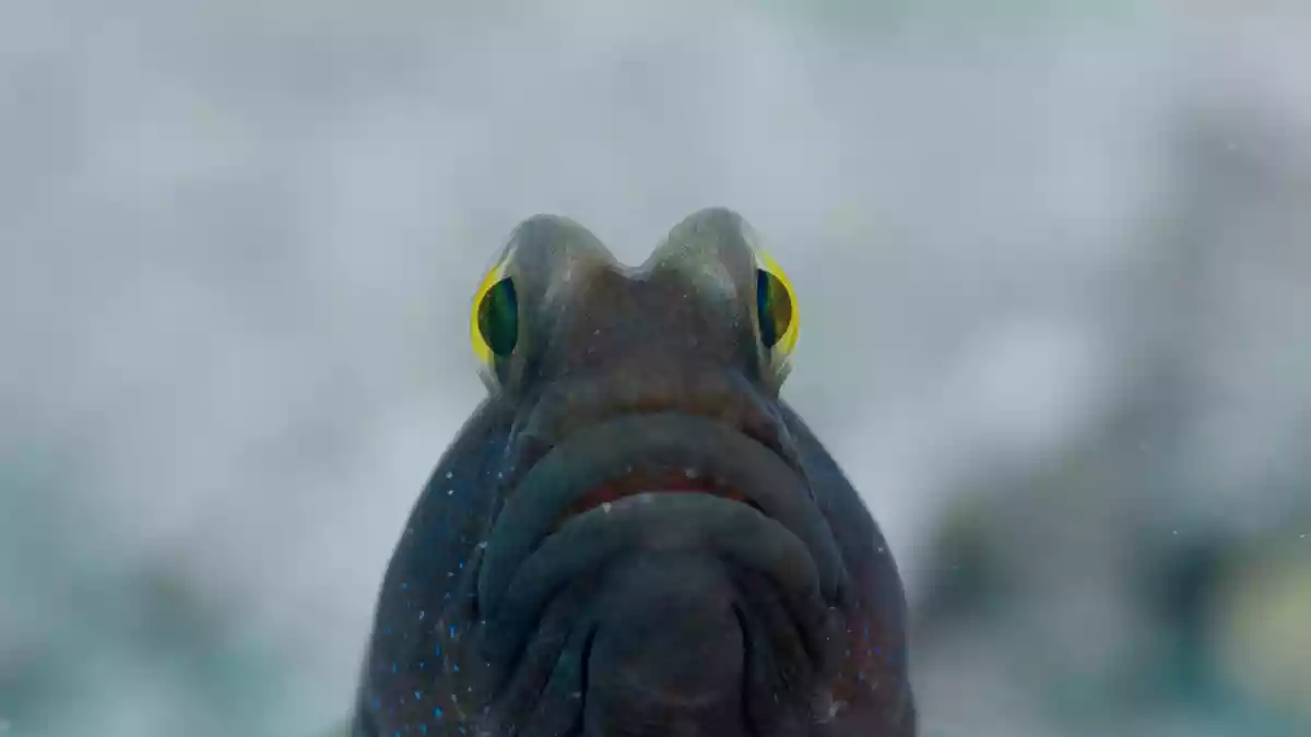 Just over a decade ago, a festival to celebrate the work of Nature photographers was organised. Titled Nature inFocus, it aimed at bringing together several