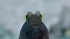 Just over a decade ago, a festival to celebrate the work of Nature photographers was organised. Titled Nature inFocus, it aimed at bringing together several