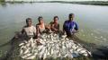 Authorities in Bihar’s Bagaha have warned residents not to consume unfamiliar fish that have entered flood-affected areas along with floodwaters flowing in