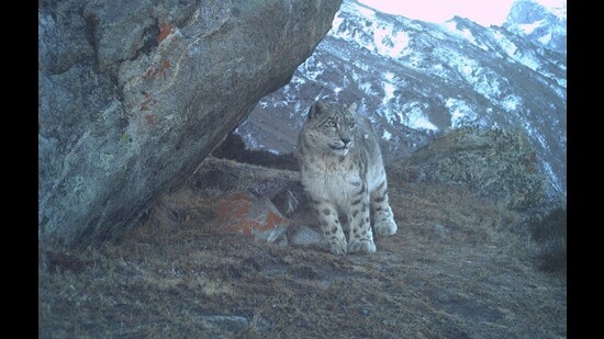 New Delhi: A three-year camera trapping study has confirmed year-round presence and breeding activity of snow leopards in Jammu & Kashmir, especially the significance of Kishtwar Himalayas that provide an important habitat for snow leopards and several other threatened mammals.