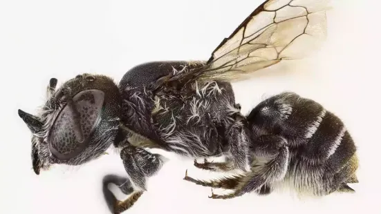 Australian scientists have discovered a new native bee species with tiny horns - and given it a suitably devilish name. Researchers found the Megachile Lucifer