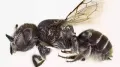 Australian scientists have discovered a new native bee species with tiny horns - and given it a suitably devilish name. Researchers found the Megachile Lucifer