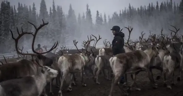 “There is so much intrusion from all sides and corners,” a Sami reindeer herder tells me, reacting to a government decision to grant a mining