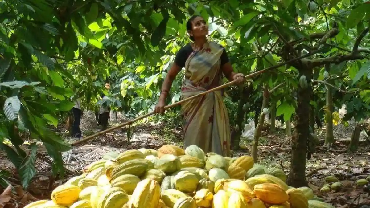 The Centre will support high-value crops such as coconut, sandalwood, cocoa and cashew in the coastal areas of the country, Finance Minister Nirmala Sitharaman