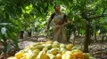 The Centre will support high-value crops such as coconut, sandalwood, cocoa and cashew in the coastal areas of the country, Finance Minister Nirmala Sitharaman