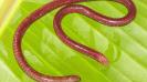 Scientists have discovered a new species of subterranean, legless amphibian — commonly known as a caecilian from Maharashtra. The species named Gegeneophis