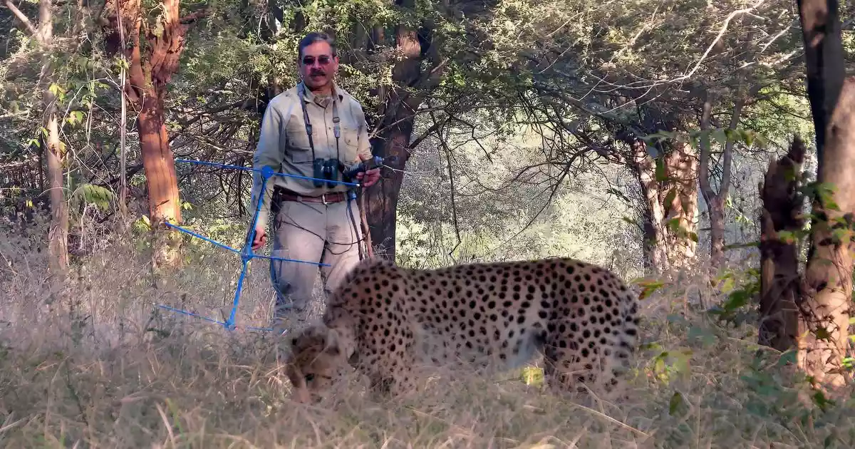 Nine cheetahs from Botswana arrive at Kuno National Park