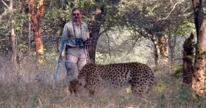 Nine more cheetahs from Botswana arrived at Kuno National Park in Madhya Pradesh on Saturday, PTI reported. With this, the number of cheetahs in India stands