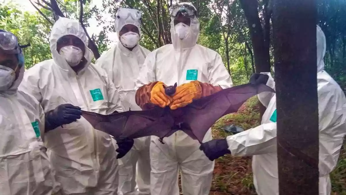 Nipah Virus Outbreak: Airports across several Asian countries have tightened health screening measures following reports of Nipah virus infections in India