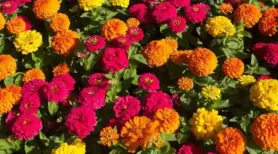 <strong>New Delhi: </strong>With the arrival of the spring season, the Government of India never fails to showcase the flora of the country at